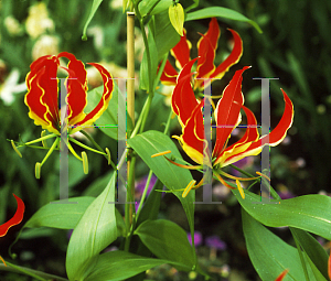 Picture of Gloriosa superba 'Rothschildiana'