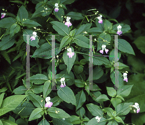 Picture of Impatiens balfourii 