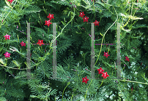 Picture of Ipomoea quamoclit 