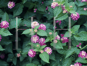 Picture of Lantana camara 'Athens Rose'