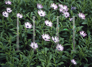 Picture of Osteospermum  'Silvia'