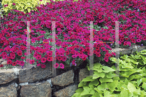 Picture of Petunia x hybrida 'Purple Wave'