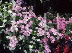 Picture of Phlox drummondii 'Paloma Mix'