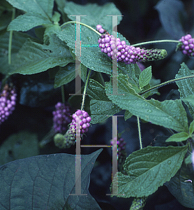 Picture of Lantana trifolia 'Lavender Popcorn'