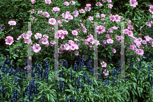 Picture of Lavatera trimestris 