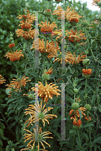 Picture of Leonotis leonurus 