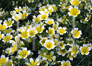 Picture of Limnanthes douglasii 