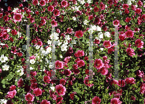 Picture of Malope trifida 'Vulcan'