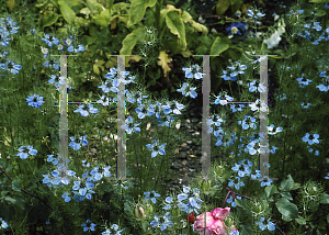 Picture of Nigella damascena 