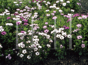 Picture of Osteospermum  'Passion Mix'