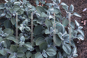 Picture of Plectranthus argentatus 