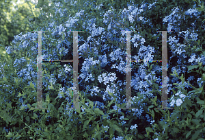 Picture of Plumbago auriculata 