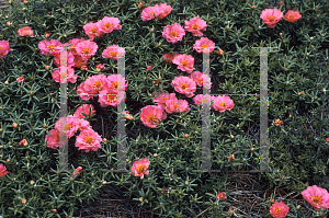 Picture of Portulaca grandiflora 'Sundial Peach'