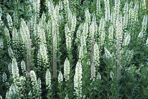 Picture of Reseda odorata 