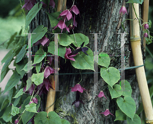 Picture of Rhodochiton atrosanguineum 