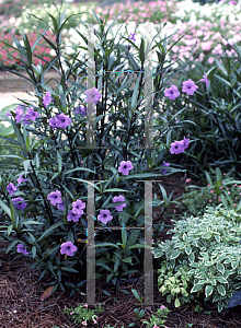 Picture of Ruellia tweediana 