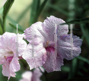 Picture of Ruellia tweediana 'Chi Chi'