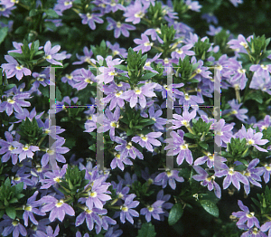 Picture of Scaevola aemula 'Outback Purple Fan'