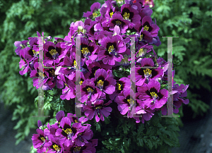 Picture of Schizanthus pinnatus 'Floraboard'