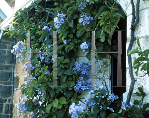 Picture of Solanum wendlandii 