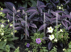 Picture of Strobilanthes dyerianus 