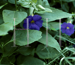 Picture of Thunbergia battiscombei 