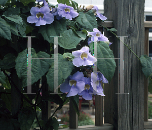 Picture of Thunbergia grandiflora 