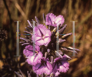 Picture of Thysanotus multiflorus 