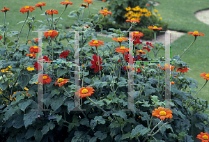 Picture of Tithonia rotundifolia 