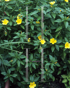 Picture of Turnera ulmifolia 