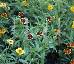 Picture of Zinnia haageana 'Persian Carpet'