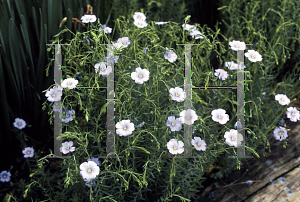 Picture of Linum perenne 