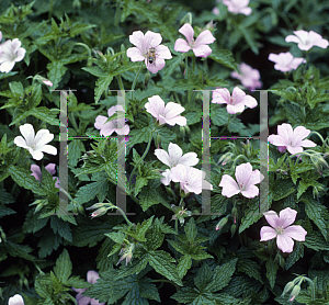 Picture of Geranium endressii 'Wargrave Pink'