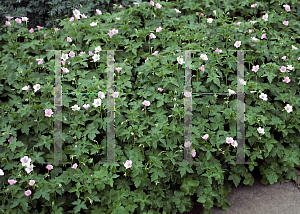 Picture of Geranium endressii 'Wargrave Pink'