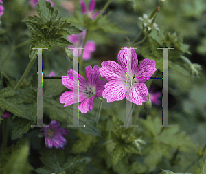 Picture of Geranium endressii 