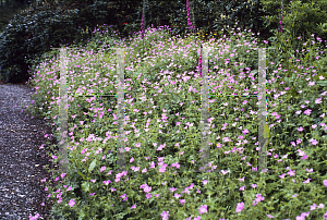 Picture of Geranium endressii 