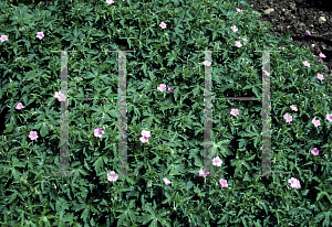 Picture of Geranium endressii 'Wargrave Pink'