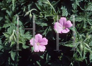 Picture of Geranium endressii 