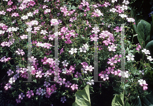 Picture of Geranium endressii 'Rose Clair'