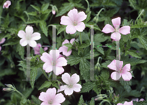 Picture of Geranium endressii 'Wargrave Pink'