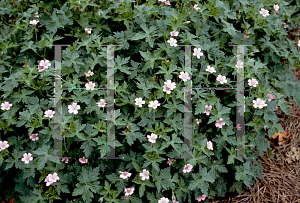 Picture of Geranium endressii 'Wargrave Pink'
