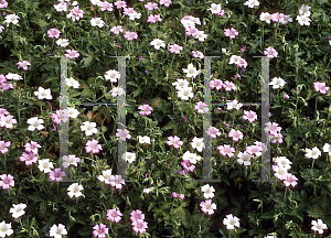 Picture of Geranium endressii 'Winscombe'