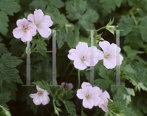 Picture of Geranium endressii 'Wargrave Pink'