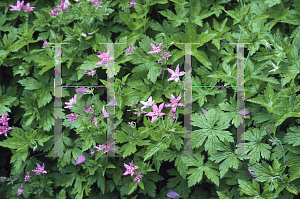 Picture of Geranium x oxonianum 'Thurstonianum'