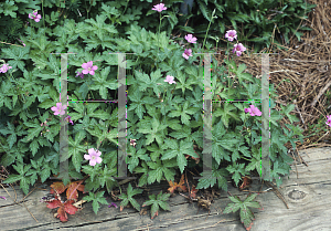 Picture of Geranium x oxonianum 'Claridge Druce'