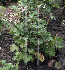 Picture of Pelargonium x fragrans 
