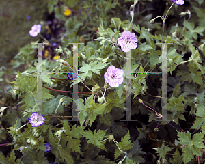 Picture of Geranium fremontii 