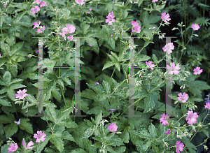 Picture of Geranium gracile 