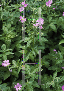 Picture of Geranium gracile 