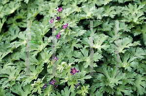 Picture of Geranium gymnocaulon 